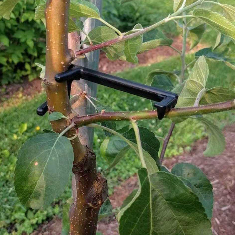 Fruit Tree Branch Puller Plant - Fruit Roll Up review and price